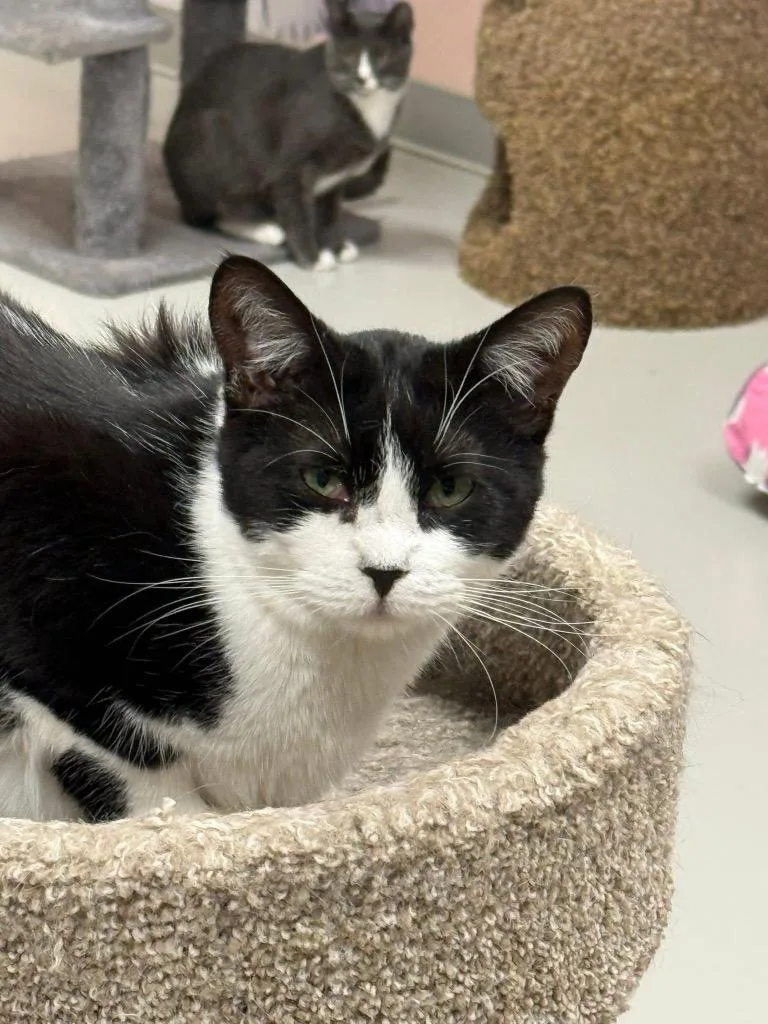 A young small-sized female Domestic Short Hair cat named Brie for adoption in Dalton, GA