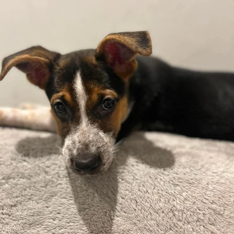 A baby medium-sized female Brown / Chocolate Mixed Breed dog named Betsy for adoption in Jarrettsville, MD