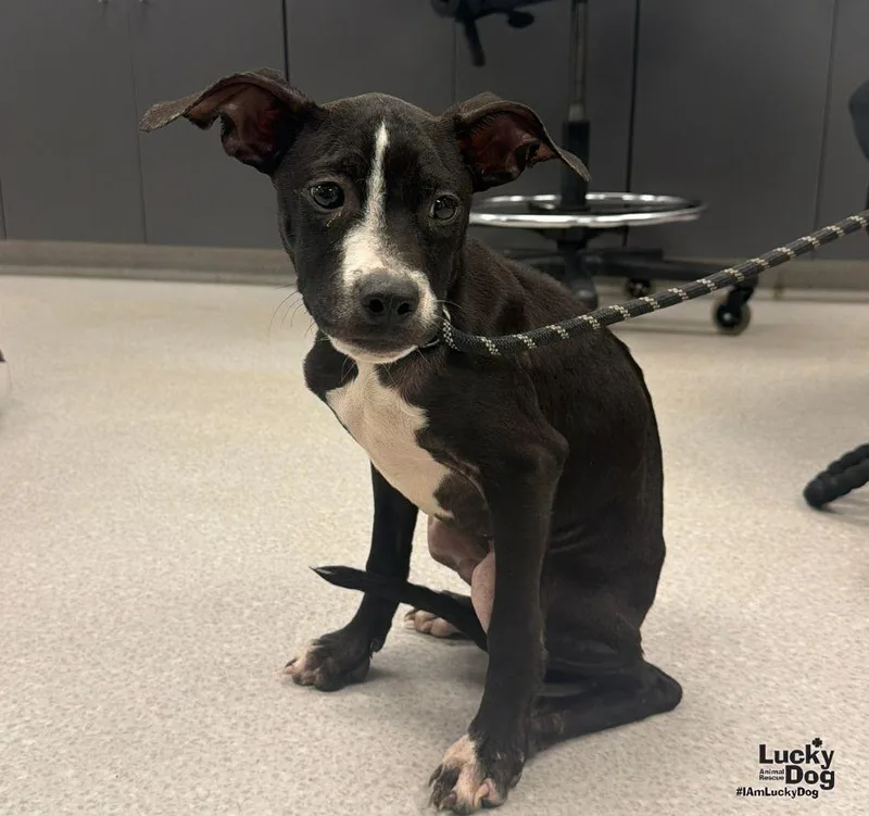 A young medium-sized male Labrador Retriever dog named Bubs for adoption in Washington, DC