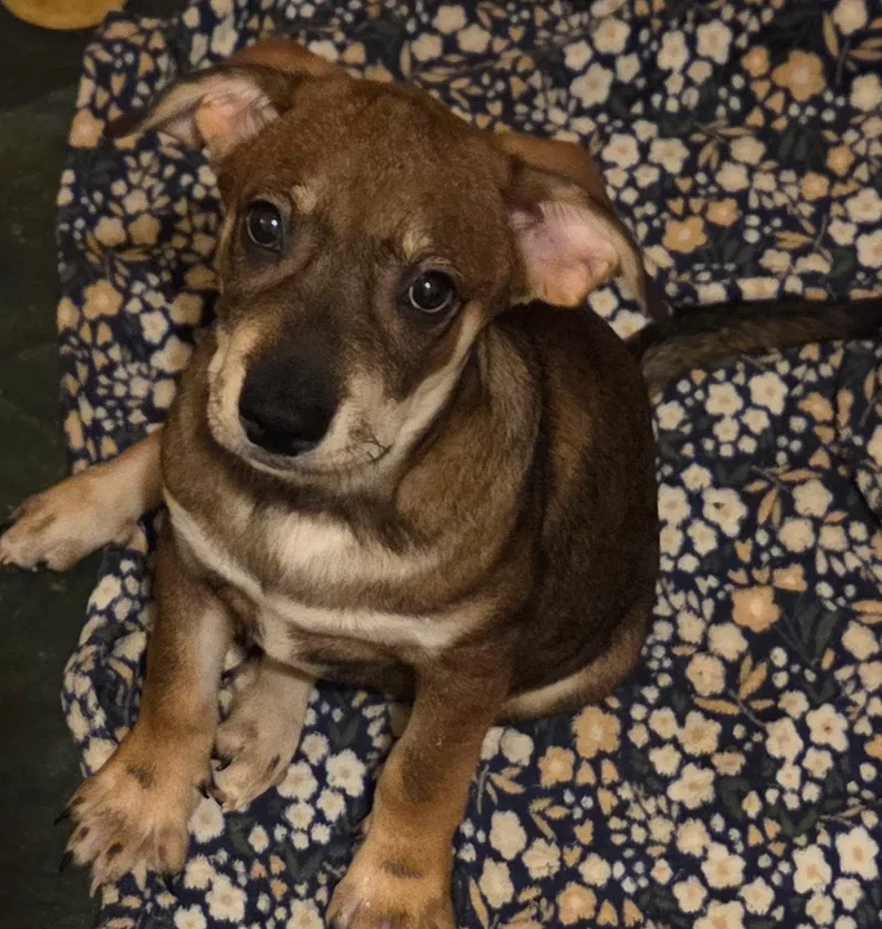 A baby small-sized male Chihuahua dog named Archie for adoption in Fosters, AL