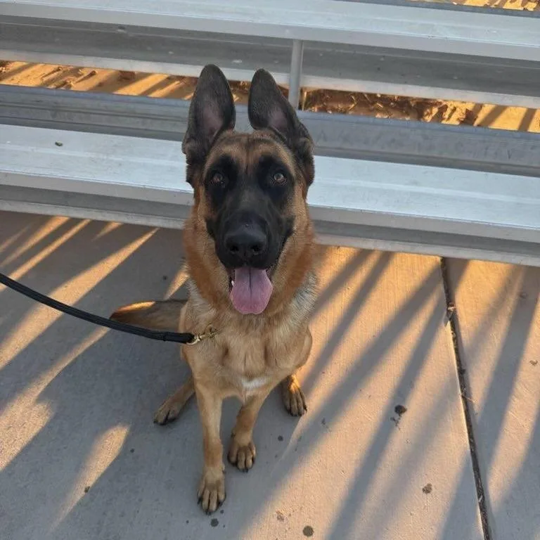 A young large-sized female Brown / Chocolate German Shepherd Dog dog named Karly for adoption in Las Vegas, NV