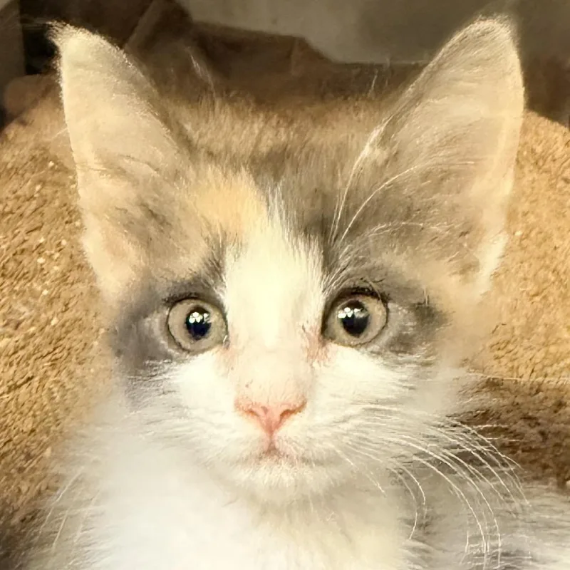 A baby small-sized female White Domestic Short Hair cat named Elsa for adoption in Palm Springs, CA