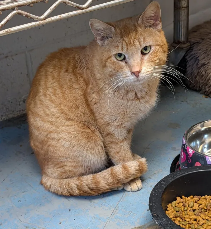 An adult medium-sized male Tabby (Orange / Red) Tabby cat named Otto for adoption in Marietta, OH