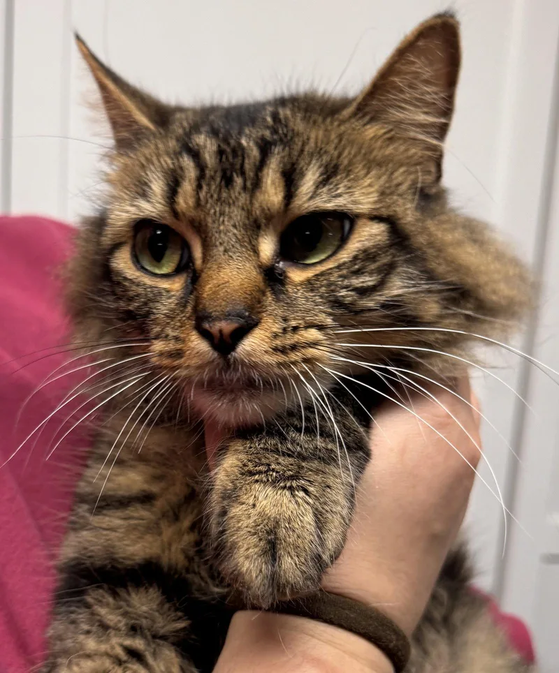 A young medium-sized female Maine Coon cat named Camille for adoption in Brooklyn, NY