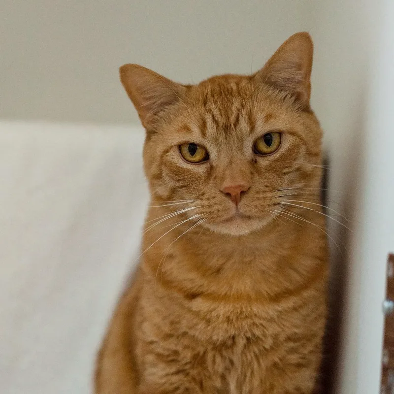 A senior large-sized male Orange / Red Domestic Short Hair cat named Yondu for adoption in Warwick, RI