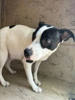 A young medium-sized female Rat Terrier dog named Bessie for adoption in Gainesville, FL