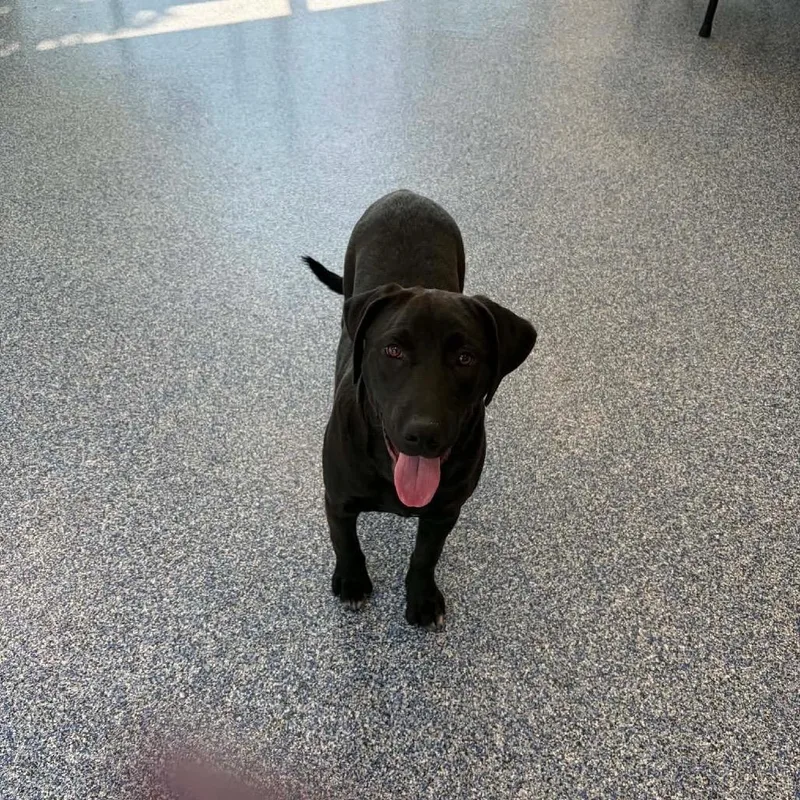 A young medium-sized female Black Golden Retriever dog named Aine for adoption in Fredericksburg, VA