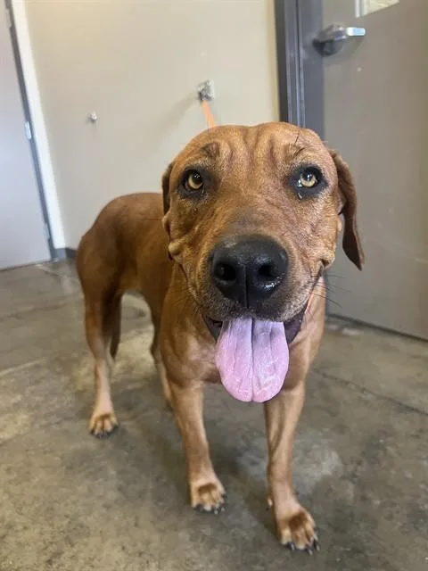A young large-sized female Rhodesian Ridgeback dog named Myka for adoption in Ontario, CA