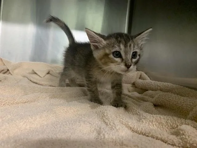 A baby small-sized female Domestic Short Hair cat named Aria for adoption in Grand Prairie, TX