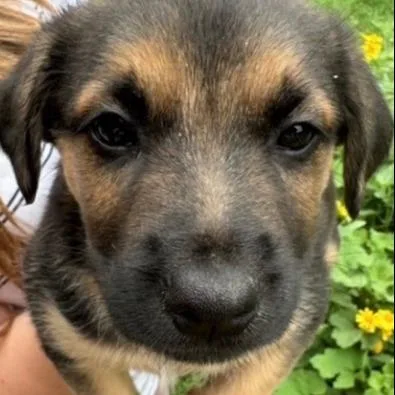 A young large-sized female Shepherd dog named Rey for adoption in Kansas City, MO