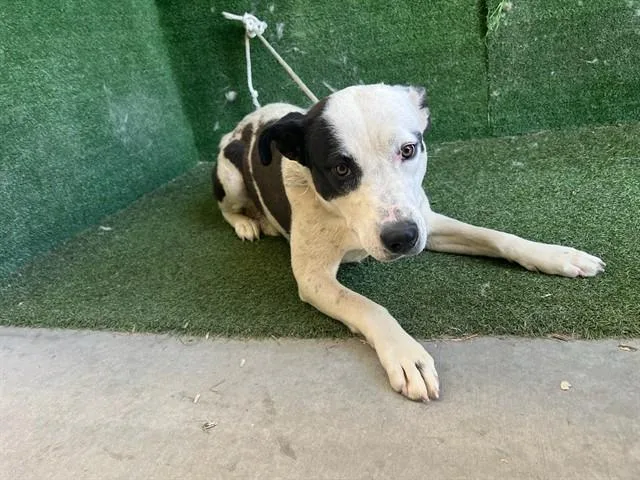 A young medium-sized female Border Collie dog named A for adoption in Lancaster, CA