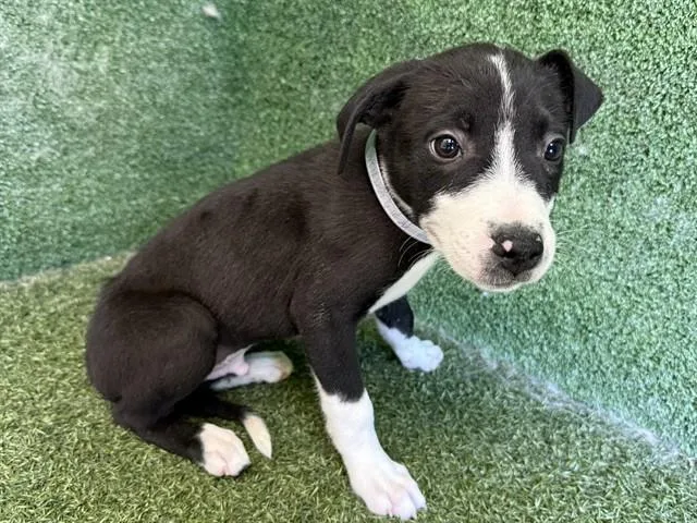 A baby small-sized male Labrador Retriever dog named Yoshi for adoption in Lancaster, CA