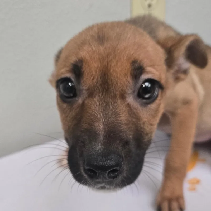 A baby small-sized female Brown / Chocolate Terrier dog named Mantis for adoption in San Jacinto, CA