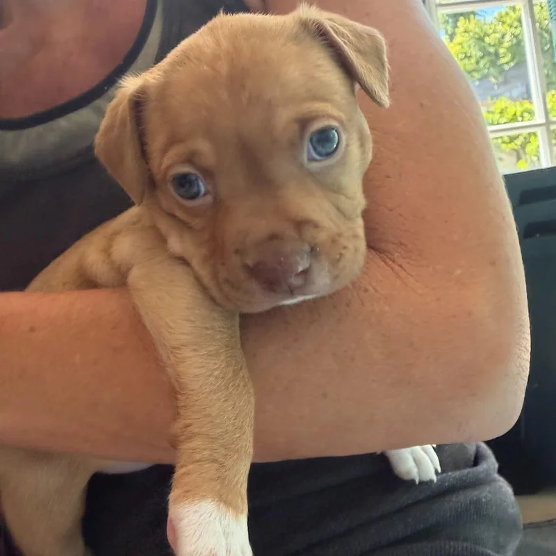 A baby small-sized female Yellow / Tan / Blond / Fawn Pit Bull Terrier dog named Butter for adoption in Los Angeles, CA