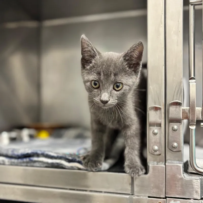 A baby small-sized male Gray / Blue / Silver Domestic Short Hair cat named Control for adoption in Nashville, IN