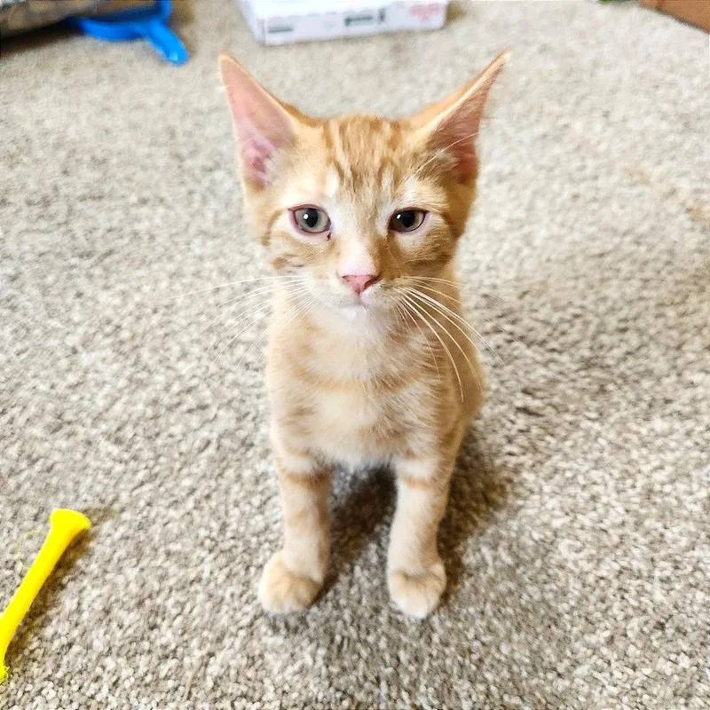 A baby small-sized male Orange / Red Domestic Short Hair cat named Laurel for adoption in Albert Lea, MN