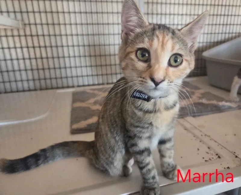 A baby medium-sized female Tabby (Buff / Tan / Fawn) Tabby cat named Martha for adoption in Las Cruces, NM