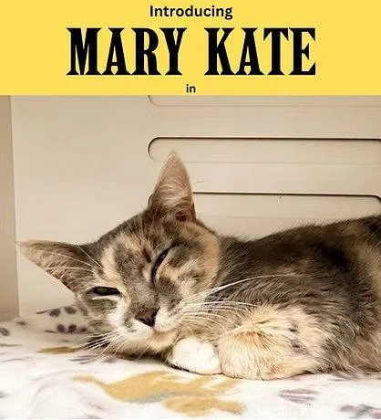 An adult medium-sized female Domestic Short Hair cat named Mary Kate for adoption in Herndon, VA