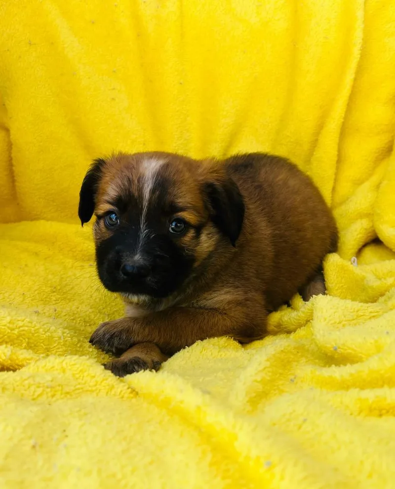 A baby medium-sized female Retriever dog named Mango for adoption in Murray, KY