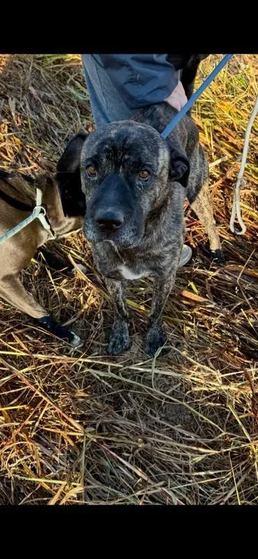 An adult medium-sized male Labrador Retriever dog named Freddy for adoption in Camden, TN