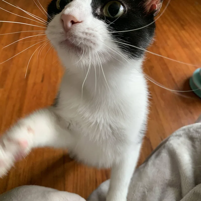 A young medium-sized male Black & White / Tuxedo Domestic Short Hair cat named Trevor for adoption in Buffalo, NY