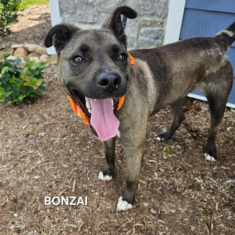 An adult large-sized male Sable Labrador Retriever dog named Bonzai for adoption in Madisonville, TN