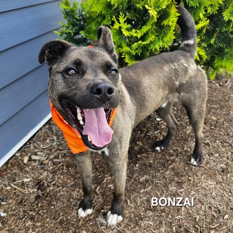 Bonzai thumbnail 2
