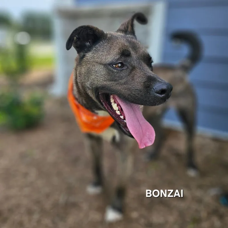 Bonzai thumbnail 3