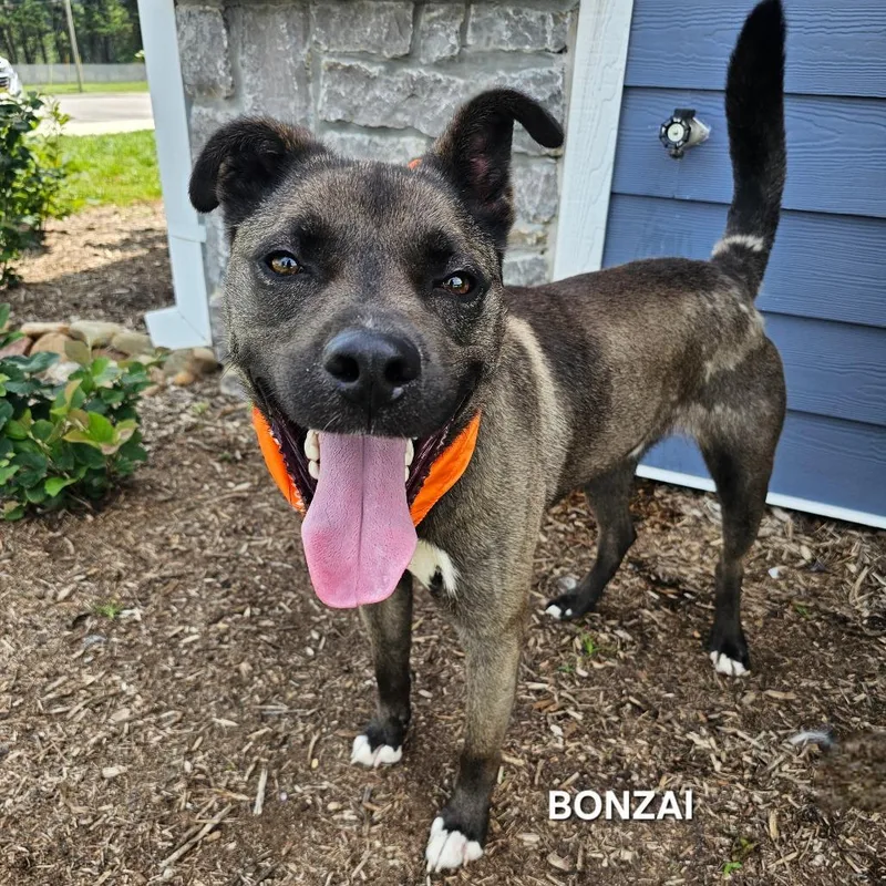 Bonzai thumbnail 4