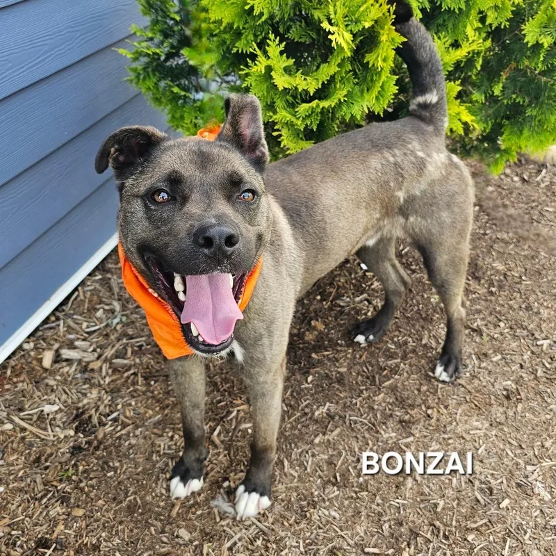 Bonzai thumbnail 5