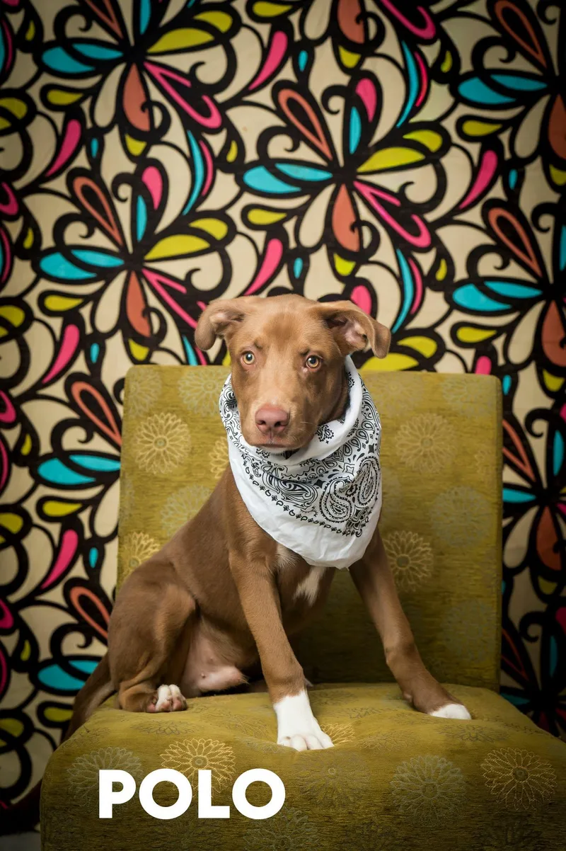 A young medium-sized male Brown / Chocolate Mixed Breed dog named Polo for adoption in North Myrtle Beach, SC