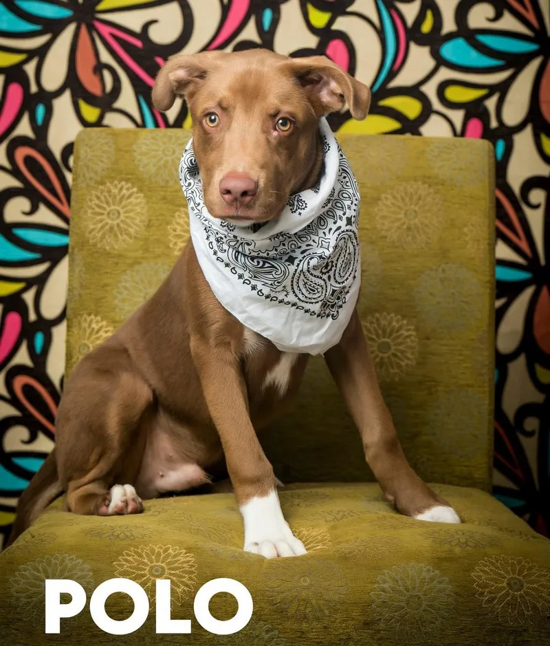 Polo thumbnail 2