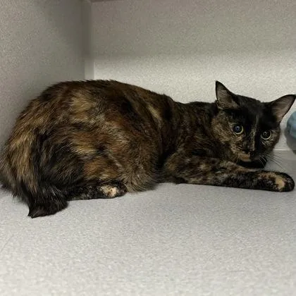 A young medium-sized female Tortoiseshell cat named Bunny for adoption in Red Bluff, CA