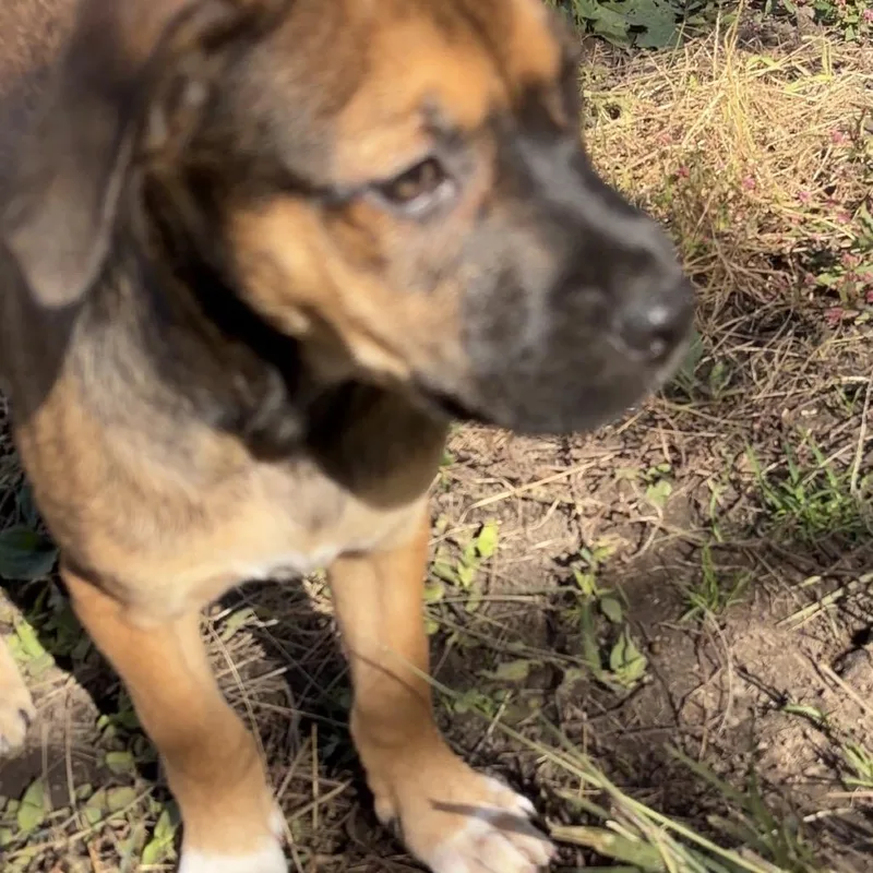 A baby large-sized male Sable Mixed Breed dog named Franklin for adoption in Kansas City, MO