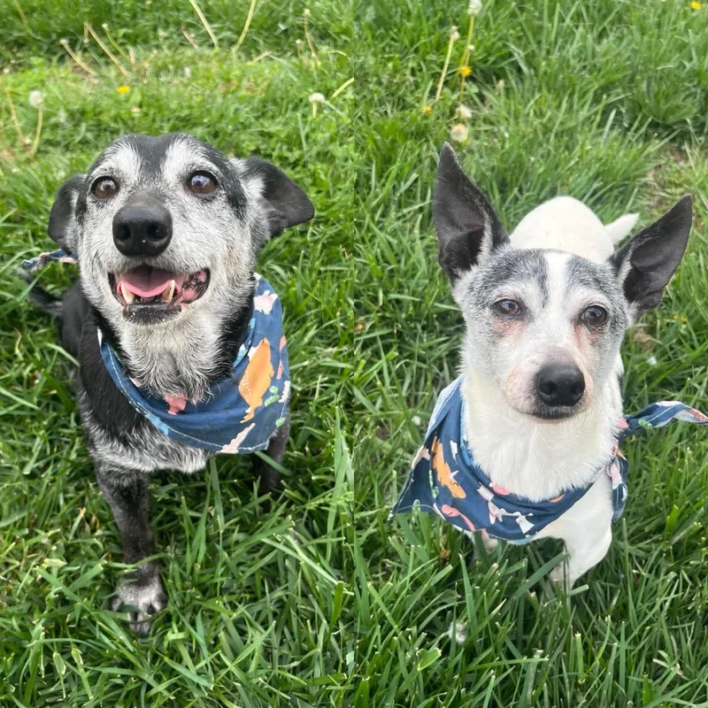 Pepsi & Snoopy thumbnail 3