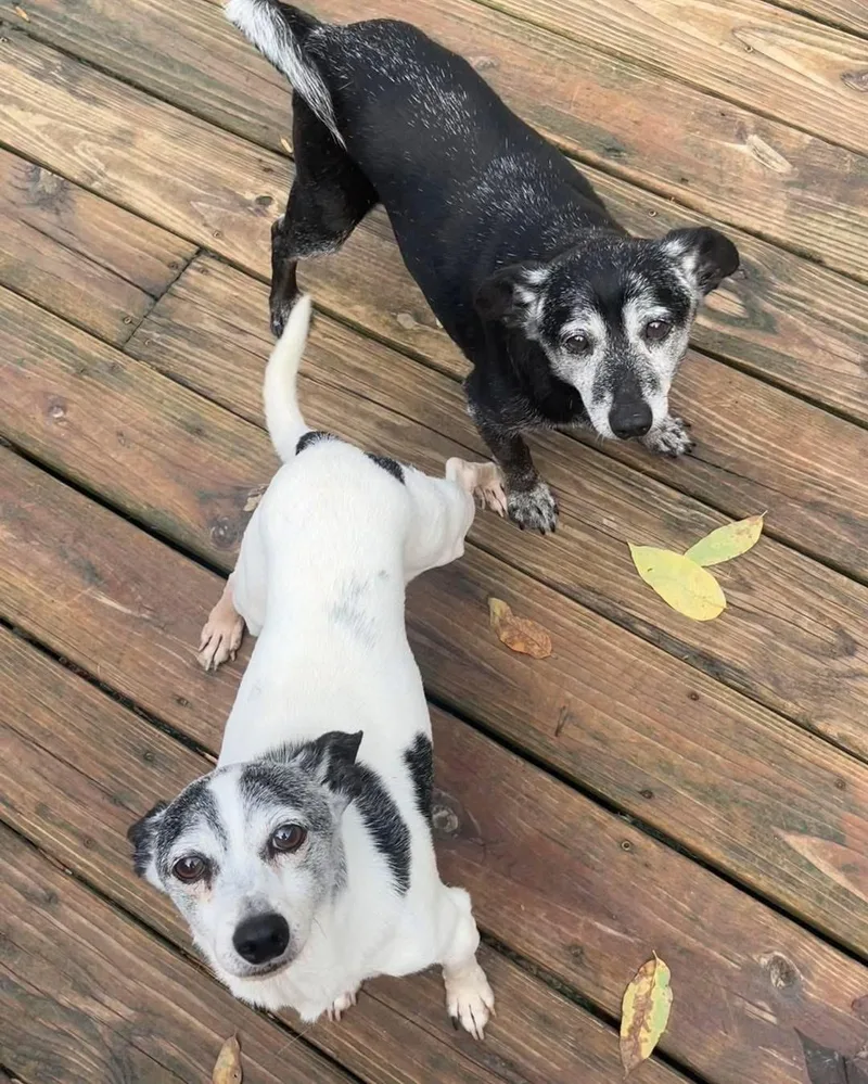 Pepsi & Snoopy thumbnail 4