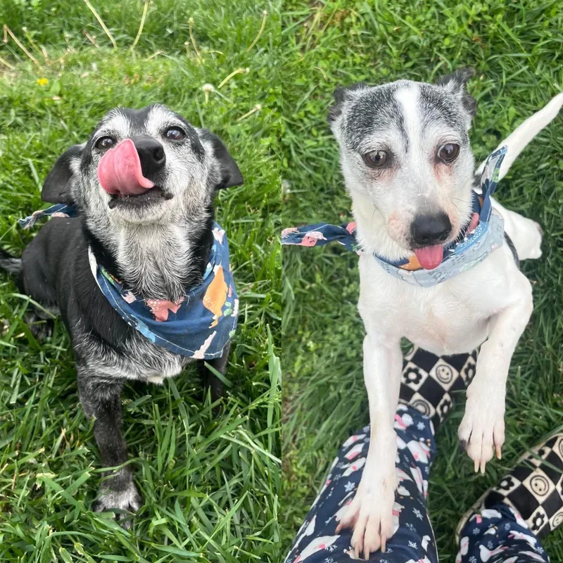 Pepsi & Snoopy thumbnail 5