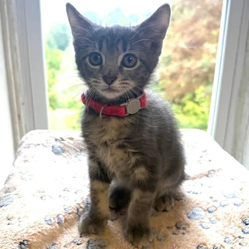 A baby medium-sized male Domestic Short Hair cat named Alvin for adoption in Greensburg, PA