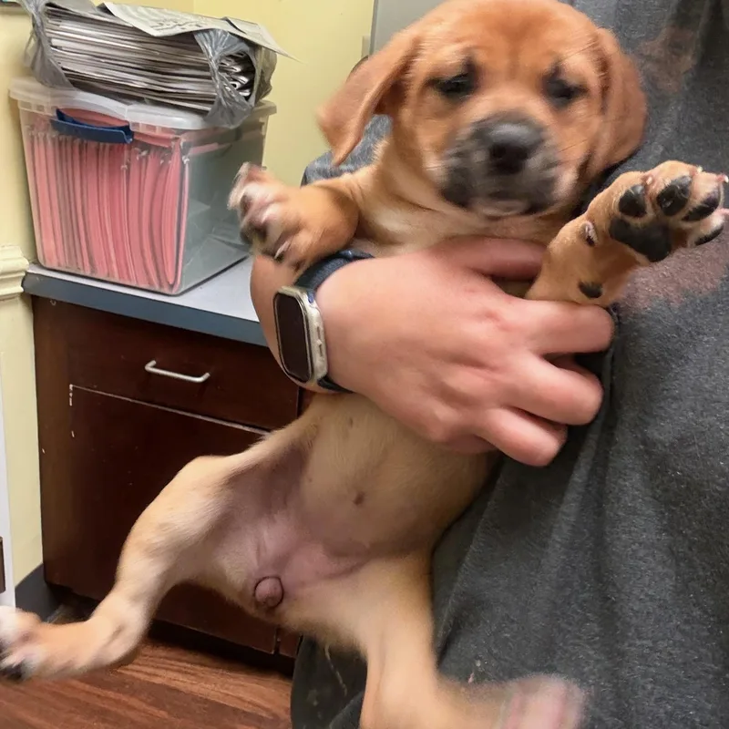 Hemi