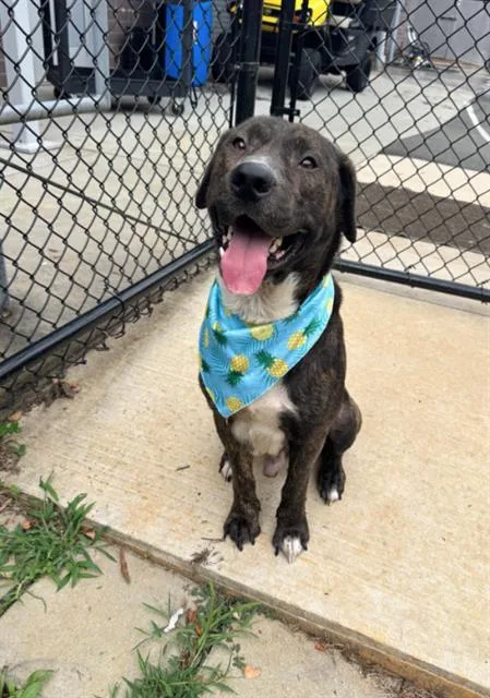 A young large-sized male Mastiff dog named Porkchop for adoption in Haw River, NC