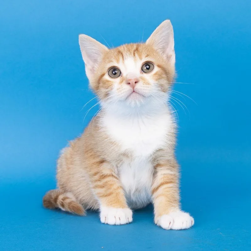 A baby small-sized male Orange / Red Domestic Short Hair cat named Wasabi for adoption in Franklin, TN