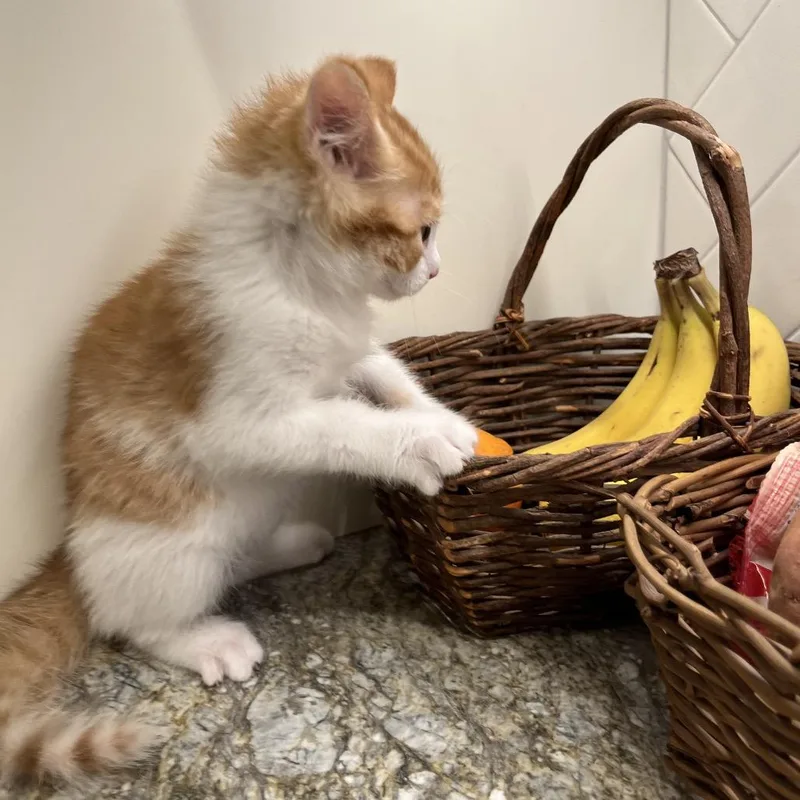 A baby small-sized male Orange / Red Domestic Short Hair cat named Cinci for adoption in Overland Park, KS
