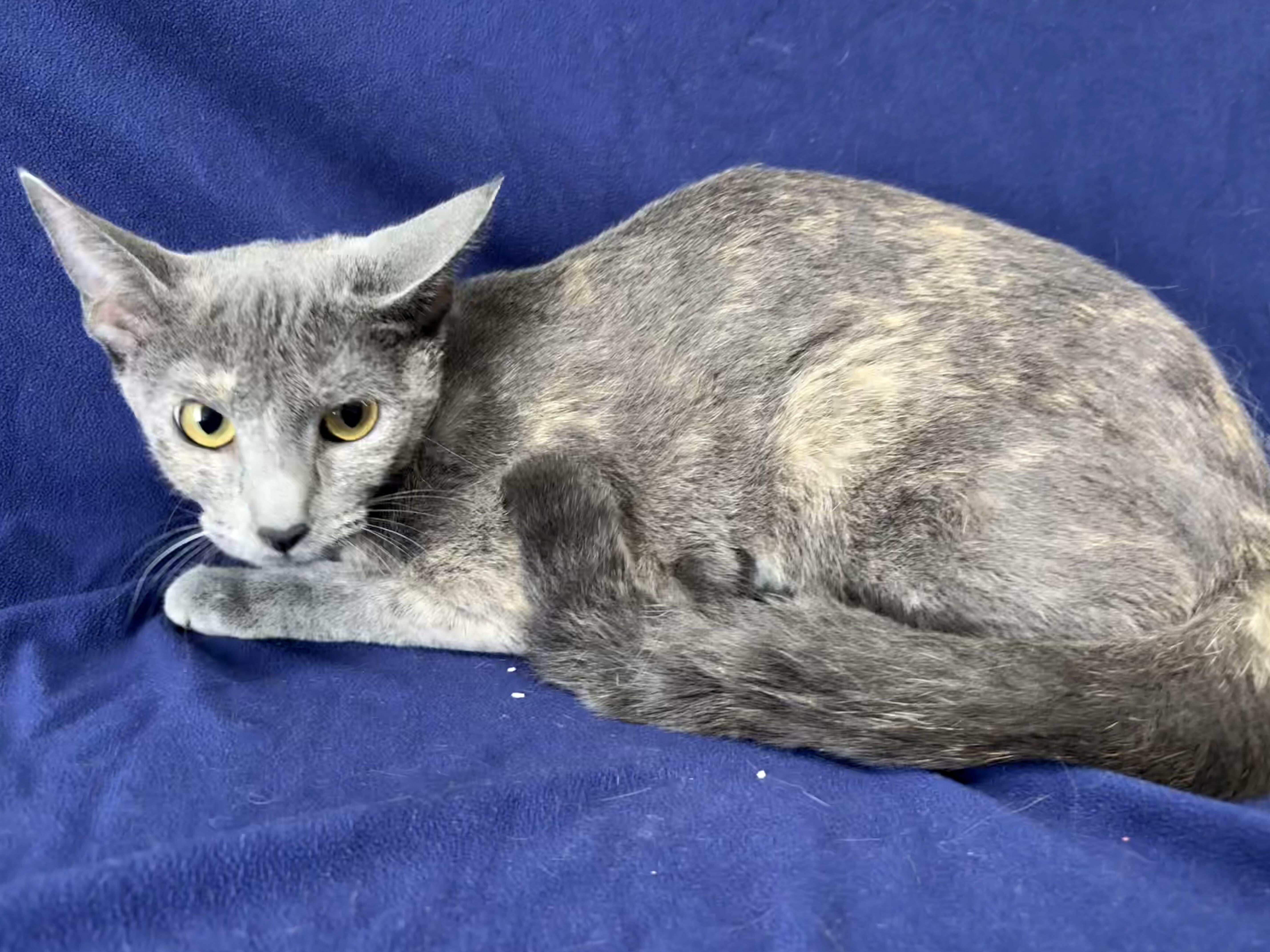 A young medium-sized female Dilute Tortoiseshell Domestic Short Hair cat named Kourtney for adoption in Valdosta, GA