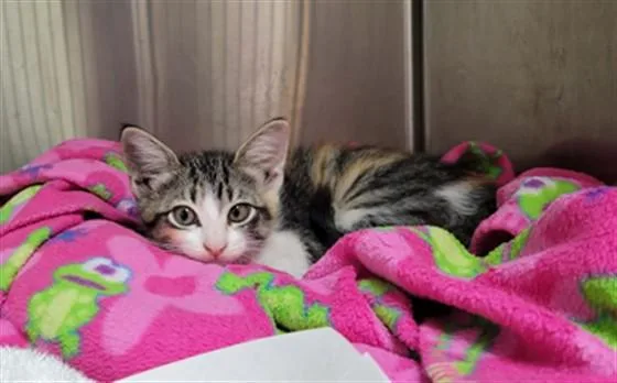 A baby small-sized female Domestic Short Hair cat named Callie for adoption in Naples, FL