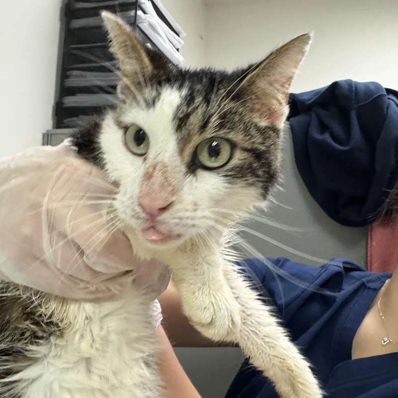 An adult medium-sized male Buff / Tan / Fawn Domestic Long Hair cat named Jazz for adoption in Charleston, WV