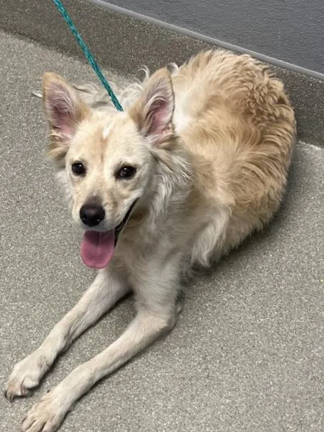 A young medium-sized male Border Collie dog named Cloudburst for adoption in Las Vegas, NV
