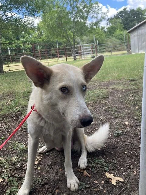 An adult large-sized female Mixed Breed dog named Mum for adoption in Dallas, TX