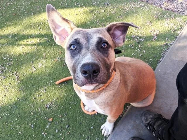 A young large-sized female Pit Bull Terrier dog named Cookie for adoption in Phoenix, AZ