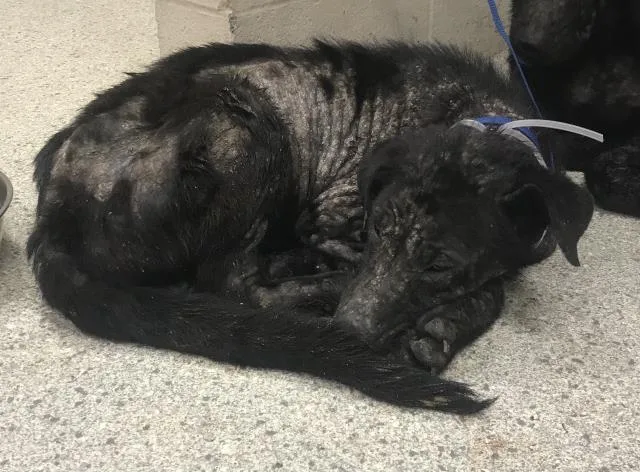 A young medium-sized male German Shepherd Dog dog named Creek for adoption in Conroe, TX