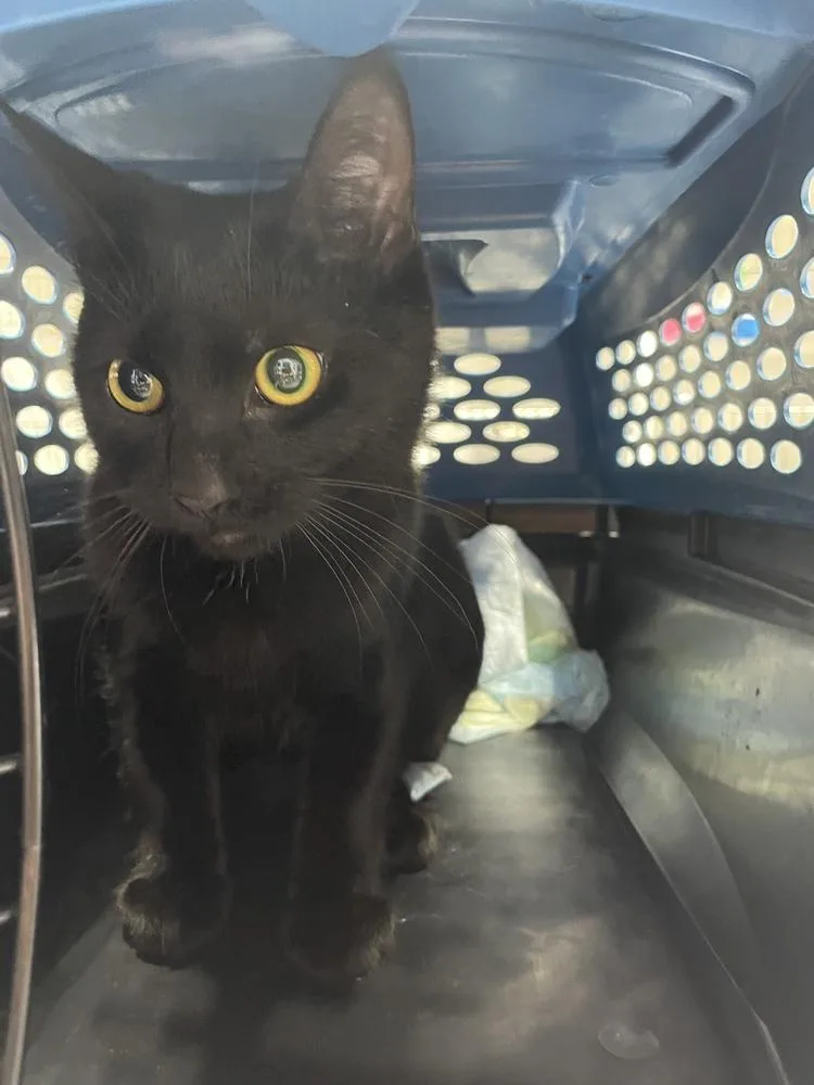 A young small-sized female Black Domestic Short Hair cat named Bebe for adoption in Ferndale, MI